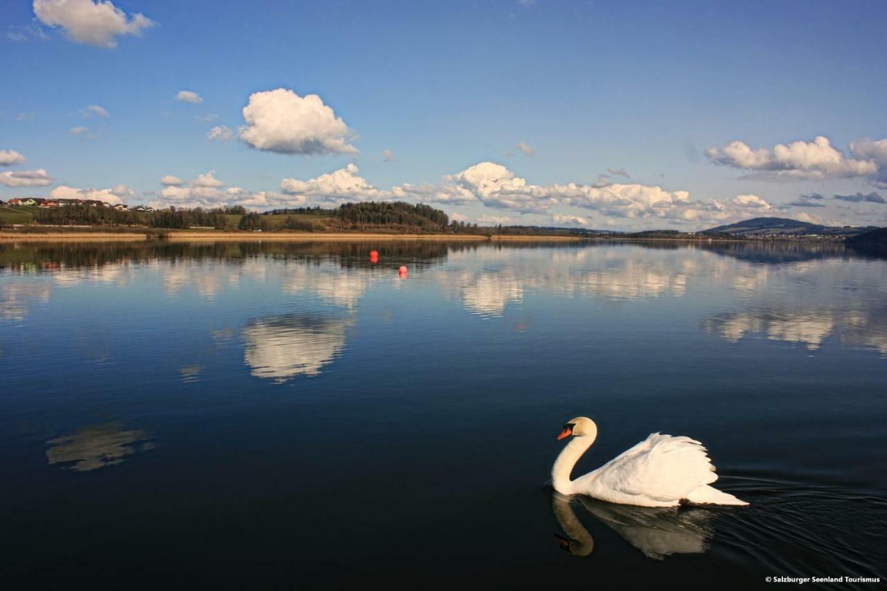 Pp-Camping Wallersee Seekirchen am Wallersee Zewnętrze zdjęcie